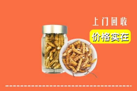 五华区回收散虫草