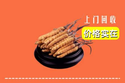 五华区回收冬虫夏草